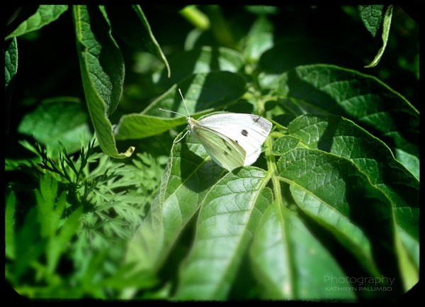 White Cabbage Butterfly