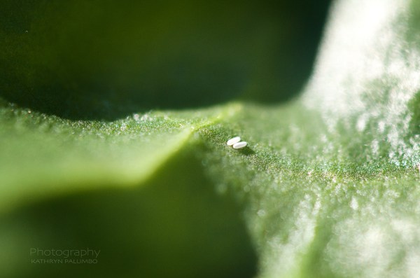 Two Leaf Miner Eggs