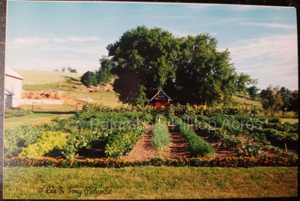 Palumbo's Hilltop Vege Garden